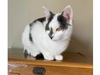 Adopt Stella a Gray or Blue (Mostly) American Shorthair (short coat) cat in