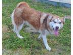 Adopt Autumn a Siberian Husky / Mixed dog in Tulare, CA (40354228)