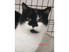 Adopt Kimber a Black & White or Tuxedo Domestic Shorthair (short coat) cat in