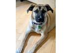 Adopt Mama Malibu pup: Capri a Labrador Retriever dog in San Diego