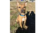 Adopt Colbie a Tan/Yellow/Fawn - with White American Pit Bull Terrier dog in