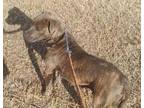 Adopt Sally a Brindle Pit Bull Terrier / Mixed dog in Andrews, TX (40352457)