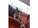Adopt Bunny a Brown/Chocolate Pit Bull Terrier / Mixed dog in Andrews