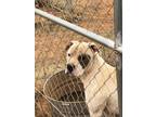 Adopt Chance a White - with Brown or Chocolate American Pit Bull Terrier / Mixed