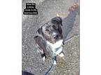 Adopt Bart a Black - with White Labrador Retriever / Pit Bull Terrier / Mixed