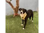Adopt Moonbeam a Black - with White Collie / Labrador Retriever / Mixed dog in