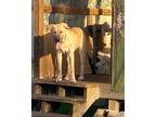 Adopt sampson a Tan/Yellow/Fawn - with Black Mastiff / Siberian Husky / Mixed