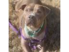 Adopt Missy a Tan/Yellow/Fawn - with White American Pit Bull Terrier / Mixed dog