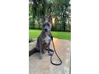 Adopt Lex a Brindle - with White American Pit Bull Terrier / Pit Bull Terrier /