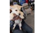 Adopt Pine a Labrador Retriever / Husky / Mixed dog in PAHRUMP, NV (40350331)