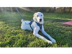 Adopt Dale SAT a White Great Pyrenees / Rhodesian Ridgeback / Mixed dog in