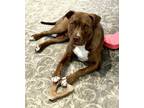 Adopt Charlie a Brown/Chocolate - with White Pit Bull Terrier / Labrador