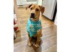 Adopt Chance a Red/Golden/Orange/Chestnut Rhodesian Ridgeback / Labrador