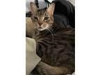 Adopt Trucker a Brown Tabby Domestic Shorthair (short coat) cat in St.