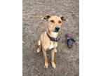 Adopt Skeeter a Tan/Yellow/Fawn - with White Labrador Retriever dog in Ola
