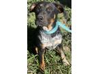 Adopt Sweet Pea a Red/Golden/Orange/Chestnut - with Black Bernese Mountain Dog /