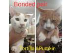Adopt Pumpkin a Orange or Red (Mostly) Domestic Shorthair (short coat) cat in