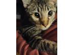 Adopt Scooter a Brown Tabby Domestic Shorthair (short coat) cat in Mount