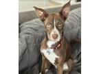 Adopt Jazzy a Red/Golden/Orange/Chestnut Australian Shepherd / Border Collie /
