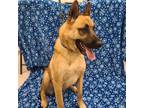 Adopt Riley a Tan/Yellow/Fawn - with White German Shepherd Dog / Belgian