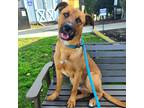 Adopt Holiday a Red/Golden/Orange/Chestnut - with White German Shepherd Dog /