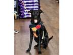 Adopt Echo a Black Labrador Retriever / Mixed dog in Harrisburg, VA (39712327)
