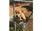 Adopt Red a Red/Golden/Orange/Chestnut - with White American Pit Bull Terrier /