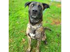 Adopt Dutch a Brindle - with White Dutch Shepherd / German Shepherd Dog / Mixed