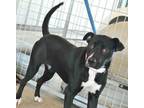 Adopt Rachel a Black - with White American Pit Bull Terrier / Mixed dog in