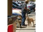 Adopt Daphne a Tan/Yellow/Fawn American Pit Bull Terrier / Mixed dog in Andrews