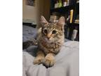Adopt Han & Chewie a Brown Tabby Domestic Shorthair (medium coat) cat in