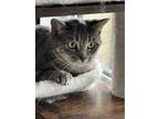 Adopt Frenchie a Gray, Blue or Silver Tabby Domestic Shorthair (short coat) cat