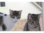 Adopt Cali & Joey a Brown Tabby Domestic Shorthair (short coat) cat in