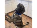 Adopt Ruby a Brindle Great Dane / Treeing Walker Coonhound dog in Vail