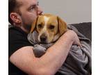 Adopt Gemma a Tan/Yellow/Fawn - with White Beagle / Dachshund / Mixed dog in