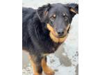 Adopt Flare a Australian Cattle Dog / Australian Shepherd / Mixed dog in Fort