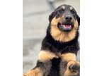 Adopt Ephemera a Shepherd (Unknown Type) / Australian Shepherd / Mixed dog in
