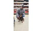 Adopt LUCY a Black - with Brown, Red, Golden, Orange or Chestnut Rottweiler /