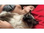 Adopt Brulee a Gray or Blue (Mostly) Ragdoll / Mixed (medium coat) cat in Omaha