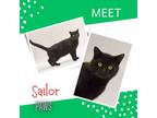 Adopt Sailor a All Black Domestic Shorthair / Mixed Breed (Medium) / Mixed