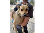 Adopt Chula a Brown/Chocolate German Shepherd Dog / Australian Cattle Dog /