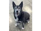 Adopt Binx a Black Husky / Terrier (Unknown Type, Medium) / Mixed (short coat)