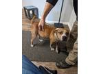 Adopt hennesssy a Red/Golden/Orange/Chestnut - with White American Pit Bull