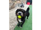 Adopt Snoop Dogg a Black - with White Poodle (Standard) / Pit Bull Terrier /