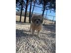 Adopt Digit a Brindle Shih Tzu / Mixed Breed (Medium) / Mixed (short coat) dog