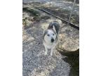 Adopt Sky a Black Husky / Mixed (short coat) dog in Staley, NC (39839263)