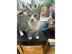 Adopt Mara a Tiger Striped Domestic Shorthair (short coat) cat in Painted Post