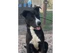 Adopt Chi a Black - with White Labrador Retriever / Border Collie / Mixed dog in