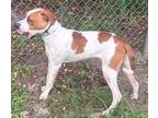 Adopt Tricker a White - with Tan, Yellow or Fawn Pointer / Labrador Retriever /