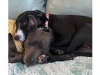 Adopt Abby a Black - with White Labrador Retriever / Border Collie / Mixed dog